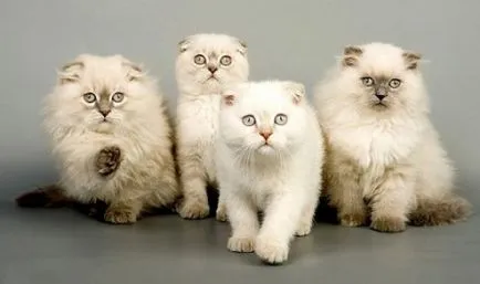 Castrarea pisica Scottish Fold, pisică roșu