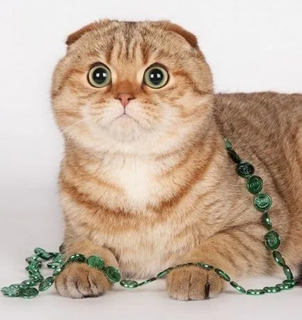 Кастрация на Scottish Fold котка, червена котка