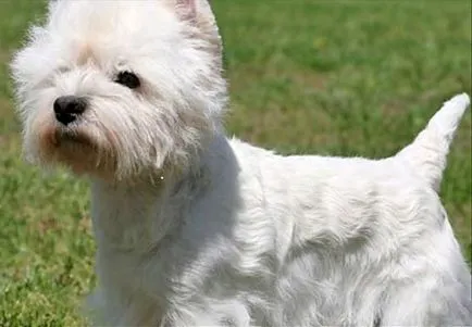 Yorkshire terrier fehér, csokoládé és más színek, fotók