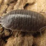 Hogyan lehet megszabadulni a woodlice a lakásban - a legjobb módszerek harc