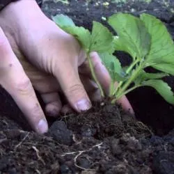 Cum și când sa transplant căpșuni, dacha mea