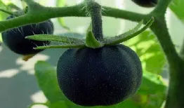 Ce să gust tomate negru