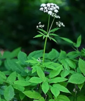 Как да се отървем от Goutweed, изкореняване на плевелите от градината