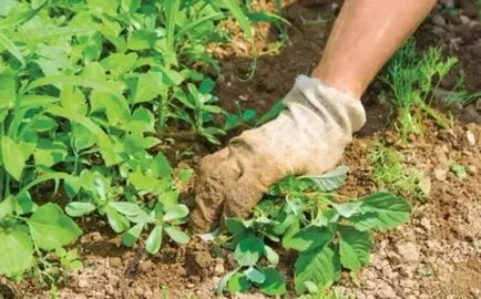 Hogyan lehet megszabadulni a goutweed, felszámolása a füvet a kertben