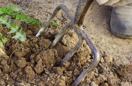 Hogyan lehet megszabadulni a goutweed, felszámolása a füvet a kertben