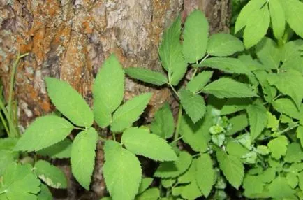 Hogyan lehet megszabadulni a goutweed, felszámolása a füvet a kertben