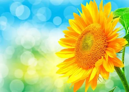 Какво цветя може да се сравни със слънцето
