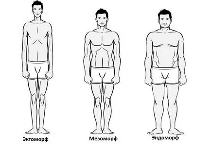 Hogyan állapítható meg, a test típus ektomorf, mezomorf, endomorf