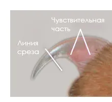Hogyan lehet csökkenteni a macska karmai - Szfinx krysik
