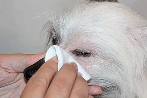 Hogyan tisztítsa meg a kutya szemébe