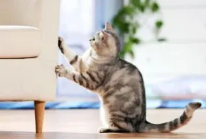 Как да се намали нокти на вашата котка - сфинкс krysik