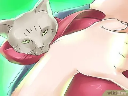 Cum de a prinde o pisica