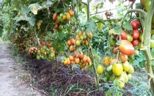 Как е преработката на домати fitosporin инструкции видео