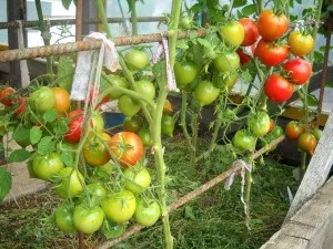Cum este prelucrarea tomate fitosporin instrucțiuni video,