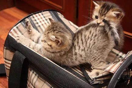 Cum de a preda o pisica pentru a transporta