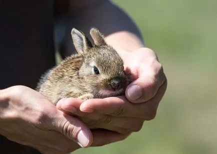 Cum de a face o celulă cu mâinile lor, să construiască carcase pentru ei înșiși animalele lor