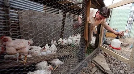 Hogyan, hogy a termesztés broiler csirkék otthon siker