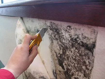 Cum pot elimina mucegaiul de pe pereți, cu metode eficiente de luptă
