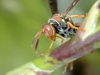 Tantarii imagine țânțarii, ouă, larve de țânțari, pupe, fotografie chițăit Mosquito komariha, organe pentru adulți