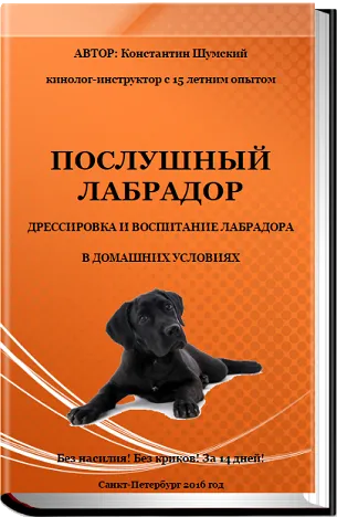 Haina speciala de Labrador, îmbrăcăminte - unelte de ploaie și accesorii pentru guler, ham, trântor, pieptene