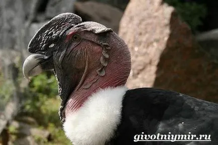 pasăre Condor