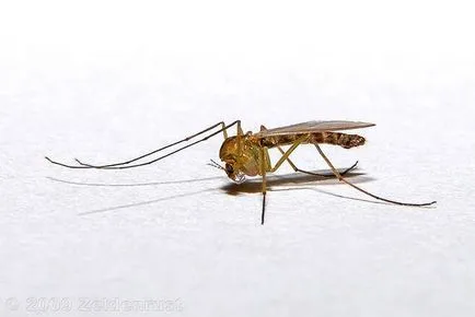 Szúnyogok kép szúnyogok, tojás, a szúnyoglárva, báb, fotó vinnyog szúnyog komariha, felnőtt szervek