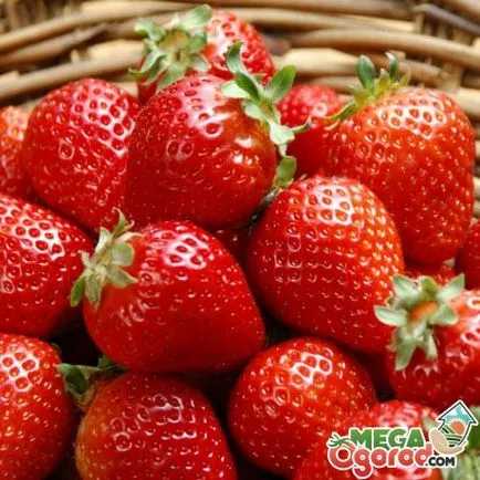 Strawberry lumina zilei neutre cele mai bune soiuri și regulile de cultivare a acestora