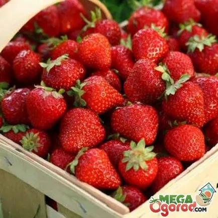 Strawberry неутрална дневна светлина най-добрите сортове и правилата за тяхното отглеждане