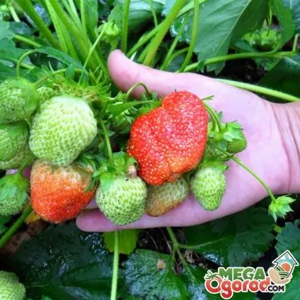 Strawberry неутрална дневна светлина най-добрите сортове и правилата за тяхното отглеждане