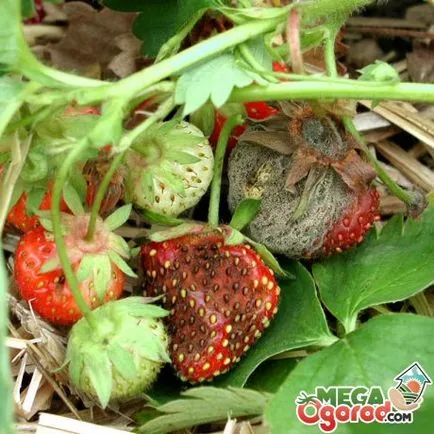 Strawberry lumina zilei neutre cele mai bune soiuri și regulile de cultivare a acestora