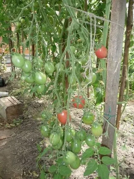 Koktélparadicsommal Szibériában