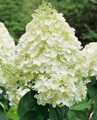 Как да изберем най Hydrangea paniculata градина, Грийнмаркет