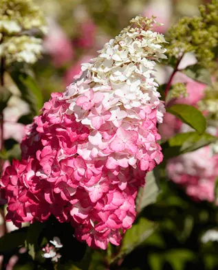 Как да изберем най Hydrangea paniculata градина, Грийнмаркет