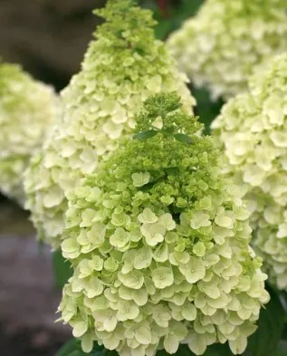 Как да изберем най Hydrangea paniculata градина, Грийнмаркет