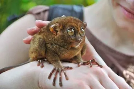 Hogy van a Fülöp-szigeteki tarsier