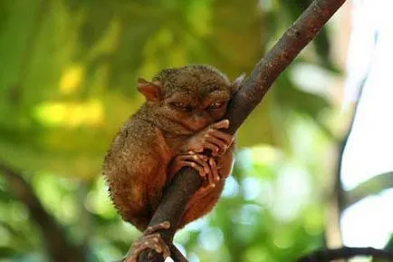 Hogy van a Fülöp-szigeteki tarsier