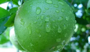 Hogyan növekszik a grapefruit egy kő
