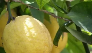 Hogyan növekszik a grapefruit egy kő