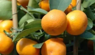 Hogyan növekszik a grapefruit egy kő