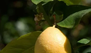 Hogyan növekszik a grapefruit egy kő