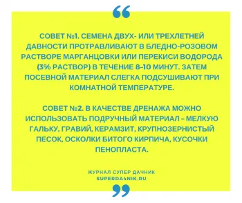 Как да расте копър дома на перваза на прозореца, в саксия, методи