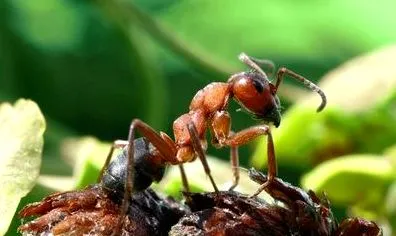 Cum să afișeze furnicile din seră, fără a dăuna culturilor și a altor insecte