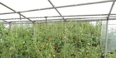 Cum să crească două culturi de legume în seră pentru sezonul și există o diferență să crească noi plante din