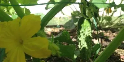 Cum să crească două culturi de legume în seră pentru sezonul și există o diferență să crească noi plante din