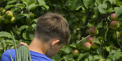 Cum să crească două culturi de legume în seră pentru sezonul și există o diferență să crească noi plante din