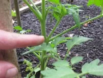 Burgonya - összegyűjti 2 termés egy szezonban, kertész (tanya)
