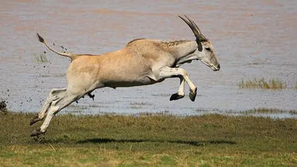 Кан - най-големите антилопа в света