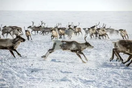 Как се еленовъдите от далеч на север (38 снимки) дяволите