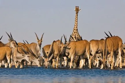 Кан - най-големите антилопа в света