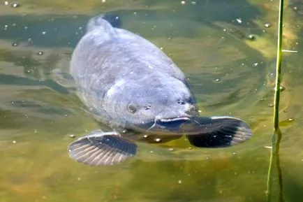 Carp botok osztályozása